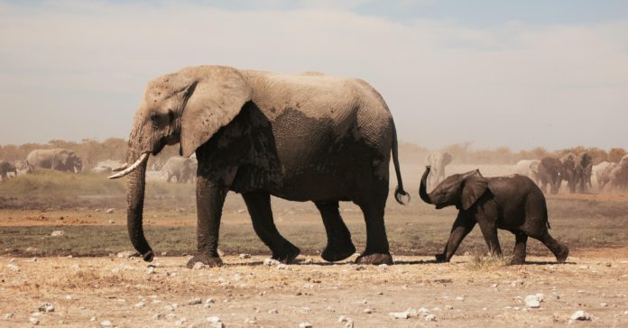 Older Male Elephants