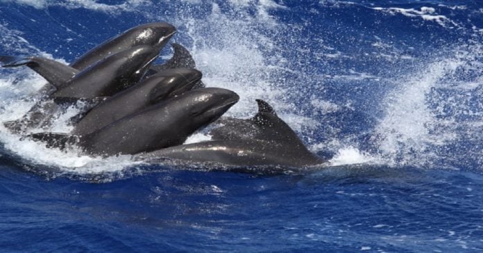 Pilot whales