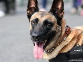 German Sniffer Dogs Detect COVID-19