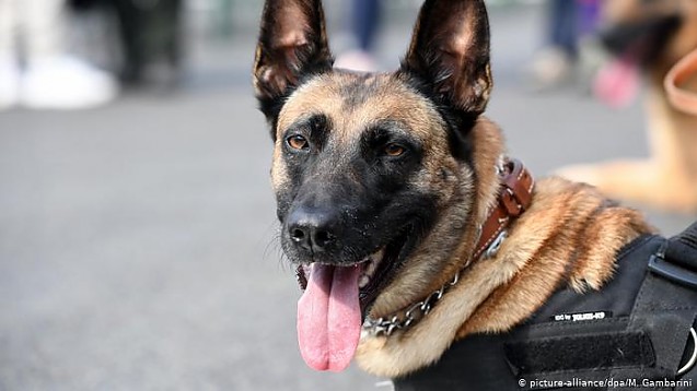 German Sniffer Dogs Detect COVID-19
