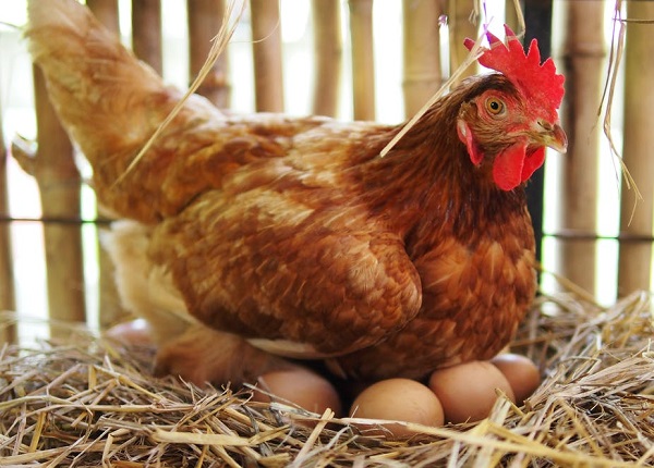 Poultry Farming 