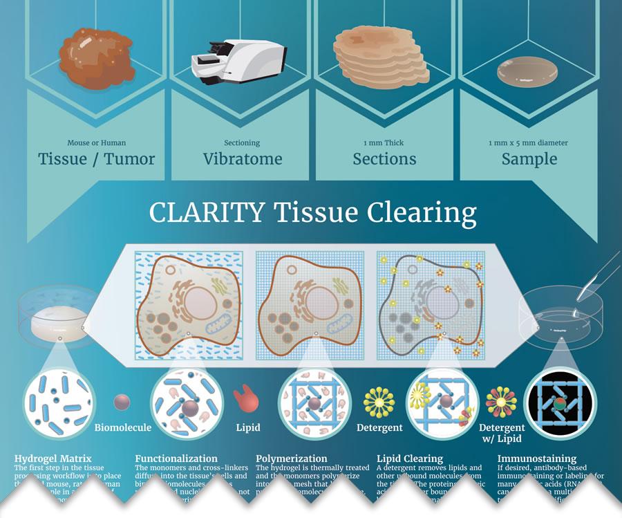 Cultivating Clarity: ‌Techniques for Sharpening Your Mind